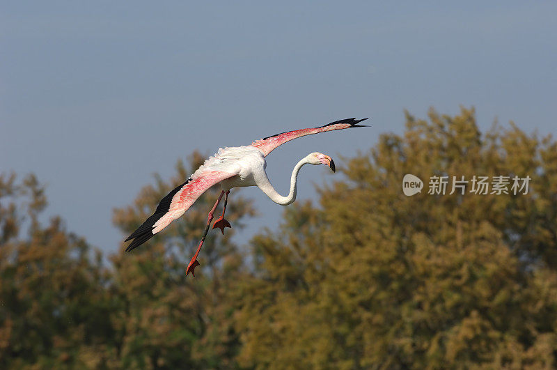 greater flamingo (Phoenicopterus roseus)